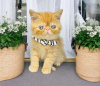 Photo №1. persian cat - for sale in the city of West Palm Beach | 280$ | Announcement № 122974