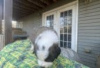 Photo №2 to announcement № 126254 for the sale of st. bernard - buy in Germany private announcement