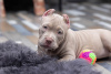 Photo №2 to announcement № 68955 for the sale of american bully - buy in Russian Federation private announcement, from nursery, breeder