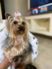 Photo №1. yorkshire terrier - for sale in the city of Yokneam Illit | negotiated | Announcement № 127186