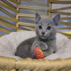 Photo №2 to announcement № 124264 for the sale of russian blue - buy in Ireland 