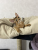 Photo №2 to announcement № 35866 for the sale of abyssinian cat - buy in Belarus private announcement, from nursery