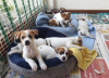 Photo №2 to announcement № 125097 for the sale of jack russell terrier - buy in Germany private announcement