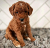 Photo №3. Cute poodle puppies for sale.. New Zealand