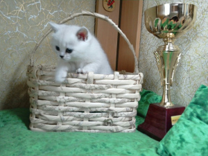 Photo №1. british shorthair - for sale in the city of Mogilyov | 272$ | Announcement № 6138