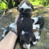 Photo №3. beagle puppies looking. Germany