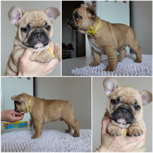 Additional photos: We offer to the pool of puppies of breed French bulldog