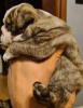 Photo №2 to announcement № 15214 for the sale of english bulldog - buy in Poland breeder