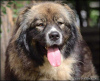 Additional photos: Caucasian Shepherd puppies