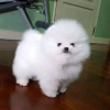 Photo №1. pomeranian - for sale in the city of Manila | negotiated | Announcement № 75305