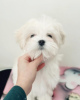 Photo №2 to announcement № 101987 for the sale of maltese dog - buy in United States breeder