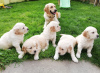 Photo №1. golden retriever - for sale in the city of Kassel | 591$ | Announcement № 12034