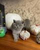 Photo №2 to announcement № 36783 for the sale of british shorthair - buy in Russian Federation private announcement