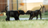 Photo №4. I will sell staffordshire bull terrier in the city of Kaliningrad. from nursery - price - 651$