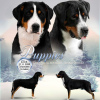 Photo №2 to announcement № 8378 for the sale of greater swiss mountain dog - buy in Russian Federation breeder
