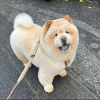 Photo №4. I will sell chow chow in the city of Munich. breeder - price - 528$