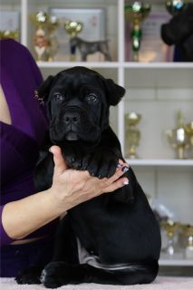 Photo №2 to announcement № 5139 for the sale of cane corso - buy in Russian Federation from nursery