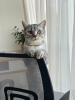 Photo №1. british shorthair - for sale in the city of Munich | negotiated | Announcement № 74425
