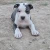 Photo №1. american staffordshire terrier - for sale in the city of Riga | 370$ | Announcement № 83365