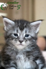 Photo №4. I will sell maine coon in the city of St. Petersburg. private announcement, from nursery, breeder - price - 757$