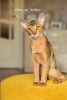 Photo №4. I will sell abyssinian cat in the city of Rostov-on-Don. from nursery, breeder - price - 716$