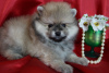 Photo №4. I will sell pomeranian in the city of Москва. breeder - price - 456$