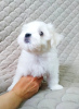 Photo №2 to announcement № 41065 for the sale of maltese dog - buy in Russian Federation private announcement
