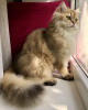 Additional photos: British long haired cat