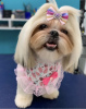 Photo №2 to announcement № 105235 for the sale of lhasa apso - buy in United States 