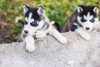 Photo №1. siberian husky - for sale in the city of Nuremberg | 475$ | Announcement № 125011