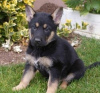 Photo №1. german shepherd - for sale in the city of Tiraspol | negotiated | Announcement № 124384