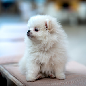 Photo №4. I will sell pomeranian in the city of Москва.  - price - 570$