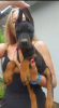 Additional photos: DOBERMAN puppies of the highest quality