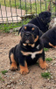 Photo №2 to announcement № 113344 for the sale of english bulldog - buy in Serbia breeder