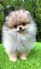 Photo №4. I will sell pomeranian in the city of Belgrade.  - price - negotiated