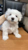 Photo №2 to announcement № 42695 for the sale of maltese dog - buy in Russian Federation breeder