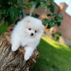 Additional photos: Pomeranian