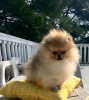 Photo №1. pomeranian - for sale in the city of Bar | 1691$ | Announcement № 39295