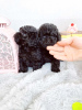 Photo №1. poodle (toy) - for sale in the city of Riga | 264$ | Announcement № 98664
