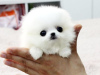 Photo №1. pomeranian - for sale in the city of Paris | negotiated | Announcement № 10824