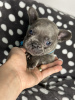 Photo №2 to announcement № 93433 for the sale of french bulldog - buy in United States private announcement