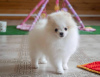 Photo №4. I will sell pomeranian in the city of Мадрид. private announcement - price - 592$