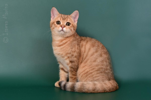 Photo №3. Kitty kitten sold in bright golden color. Russian Federation