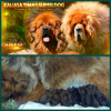 Photo №2 to announcement № 8716 for the sale of tibetan mastiff - buy in Russian Federation private announcement