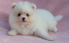 Photo №1. pomeranian - for sale in the city of Kishinev | negotiated | Announcement № 124372