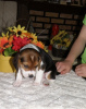 Photo №1. beagle - for sale in the city of Дрезден | 581$ | Announcement № 127115