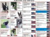 Photo №4. I will sell boston terrier in the city of Москва. from nursery - price - 946$