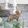 Photo №1. bengal cat - for sale in the city of Москва | 1005$ | Announcement № 15917