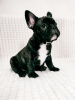 Photo №1. french bulldog - for sale in the city of Zhodino | 548$ | Announcement № 15908