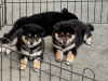 Photo №1. shiba inu - for sale in the city of Bern | negotiated | Announcement № 120107